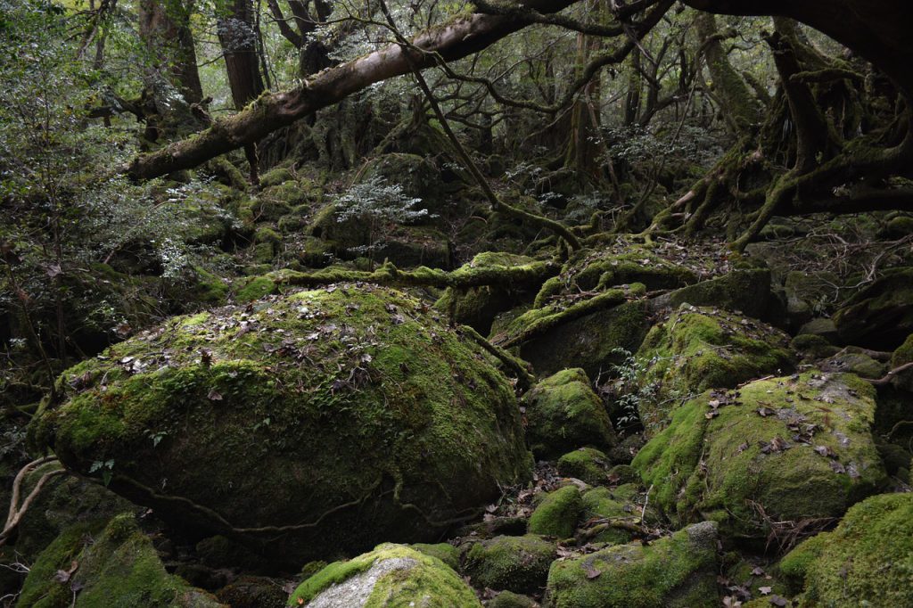 映画『もののけ姫』の舞台イメージとなった、鹿児島県屋久島