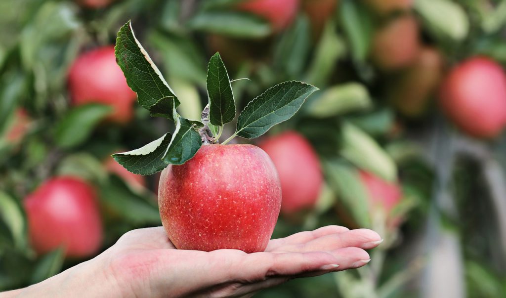 Pesticide-free apples