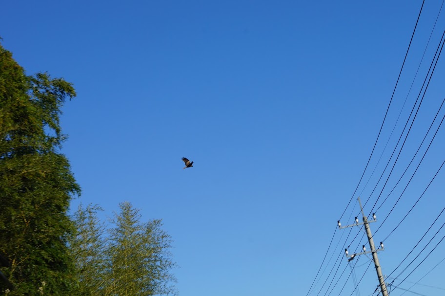 三石山観音寺の空ではトンビが飛んでいます